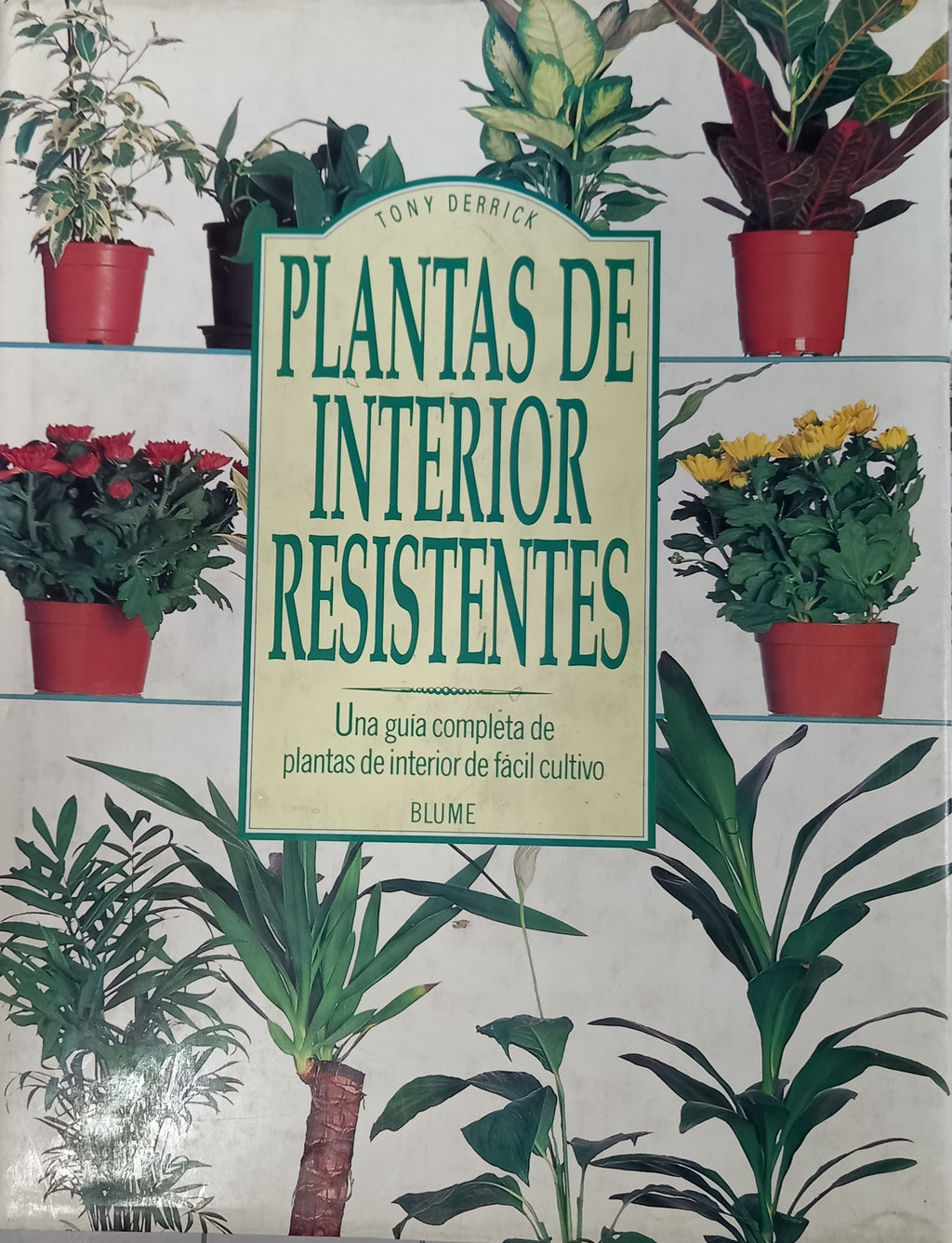 Plantas de interior resistentes